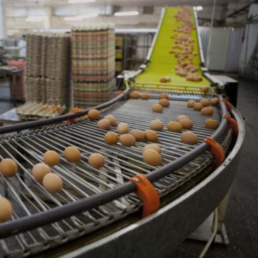 Image hover effect image